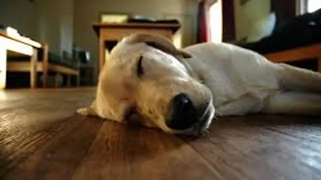 CBD & Hemp Oil for Irritable Bowel Syndrome in Dogs – Top Canine Cannabis